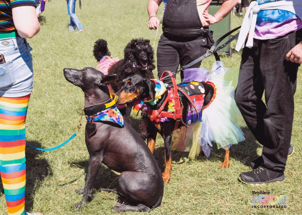 A hairless dog in a rainbow harness and tutu sits on the grass beside people in rainbow striped socks and leggings.